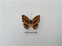 藏品(花豹盛蛺蝶)的圖片